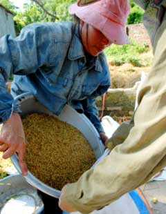 Thu mua 500.000 tấn gạo ngay trong tháng 8 